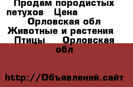 Продам породистых петухов › Цена ­ 1000-1500 - Орловская обл. Животные и растения » Птицы   . Орловская обл.
